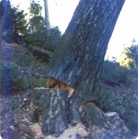 oaks stump.JPG