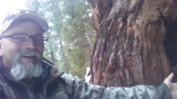 Giantforestsequoia2016.png