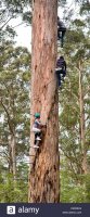 climbing-the-mighty-dave-evans-bicentennial-tree-in-the-karri-forests-CEE0HG.jpg