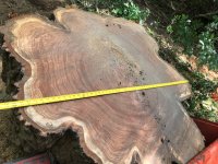 big oak 6.jpg