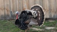 Gobbler Strut.jpg