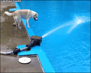 Dog-Fail-To-Eat-Water-Funny-Gif.gif