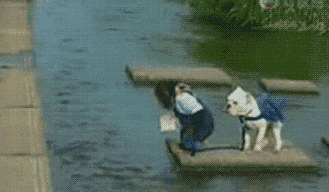monkey-pulling-dog-across-water-1377866790n.gif
