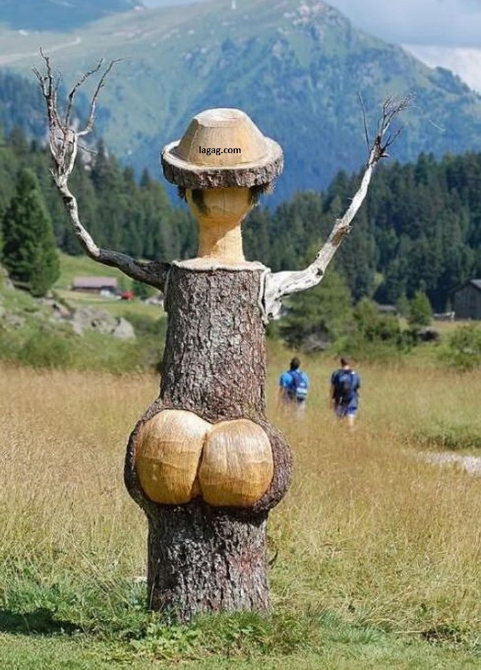 amazing-tree-funny-pic.jpg