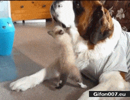 Funny-Dog-and-Cat-Fight-Video-Gif.gif