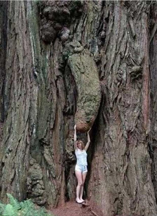 tree-funny-wood.jpg