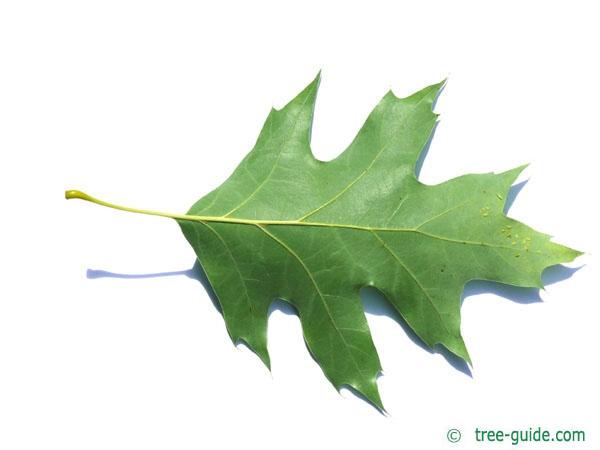 northern-red-oak-leaf-underside.jpg