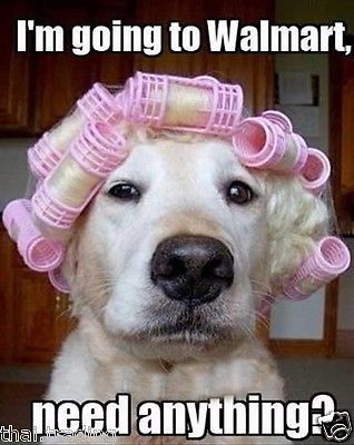 download-the-new-funny-dog-monday-memes-of-funny-dog-monday-memes.jpg