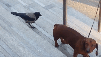 brave-crows-not-scared-139-59005fd80a002__700.gif