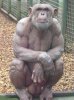 Chimp_19caef_470243.jpg