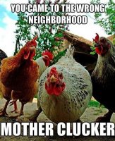 Funny-Chicken-Jokes.jpg