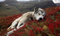 Beautiful-Animal-Photography-10.jpg