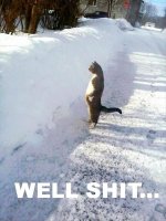 4862b3571921f69b887853fdf5562a4a--funny-animal-memes-funny-animals.jpg