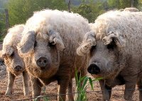 Mangalitsa pig.jpg