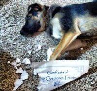 these-people-should-be-proud-on-how-well-theyve-nailed-it-x-photos-10.jpg