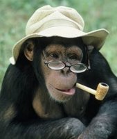 funny_monkey_picture_94.jpg