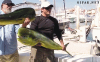 F31D012C-541A-4168-84A3-02DD7D0DDFE2.gif