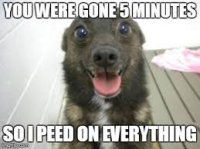 images (80).jpeg