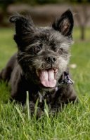 thumbs_1-puppypup.jpg