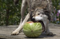 tumblr_static_1-wolves-watermelon.jpg