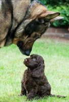 cute-puppy-german-shepherd-cocker-spaniel.jpg