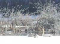 Snow geese 2018 Mar 15.jpg