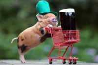 happy-st-patricks-day-from-this-micro-pig-pushing-1-19421-1363375060-1_big.jpg