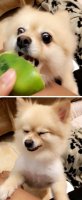 pets-reactions-to-seeing-things-for-the-first-time-are-priceless-14.jpg
