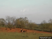 HshFT0R.gif