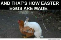 Easter-Memes.jpg