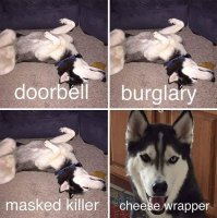 cute-huskies-3-5aa65ad06adc2__700.jpg