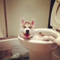 huskies-are-a-different-breed-of-awesome-photos-251.jpg