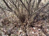 CRAP WOOD BUSH (4).JPG