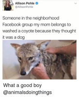 allison-pohle-allisonpohle-someone-in-the-neighborhood-facebook-group-my-28418531.png