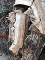 Wood ID 4:23:18 2.jpg