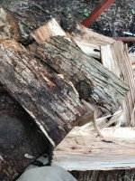 Wood ID 4:23:18 3.jpg