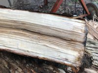 Wood ID 4:23:18 6.jpg