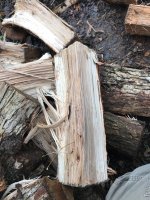 Wood ID 4:23:18 7.jpg