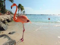Flamingo-Beach-Aruba.jpg