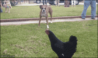weekend-afternoon-randomness-36-photos-251.gif