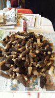 morel1.jpg