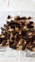 morel2.jpg
