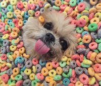 marniethedog_4_5_2018_12_44_10_331.jpg