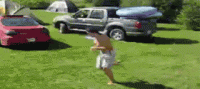 81985205.gif