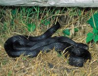 texas_ratsnake_in_grass_1-2-15.jpg