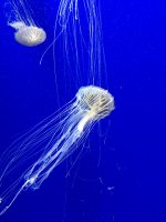 5043FEEB-254D-4AE5-96C0-C76927B99DA5.jpeg
