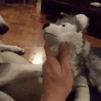 shallowfeminineangwantibo-max-14mb.gif