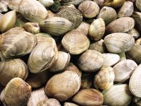 clams_001_800_600.jpg