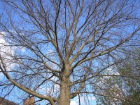 Pin Oak Tree4.JPG