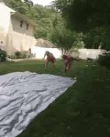 daily-morning-awesomeness-40-photos-253.gif